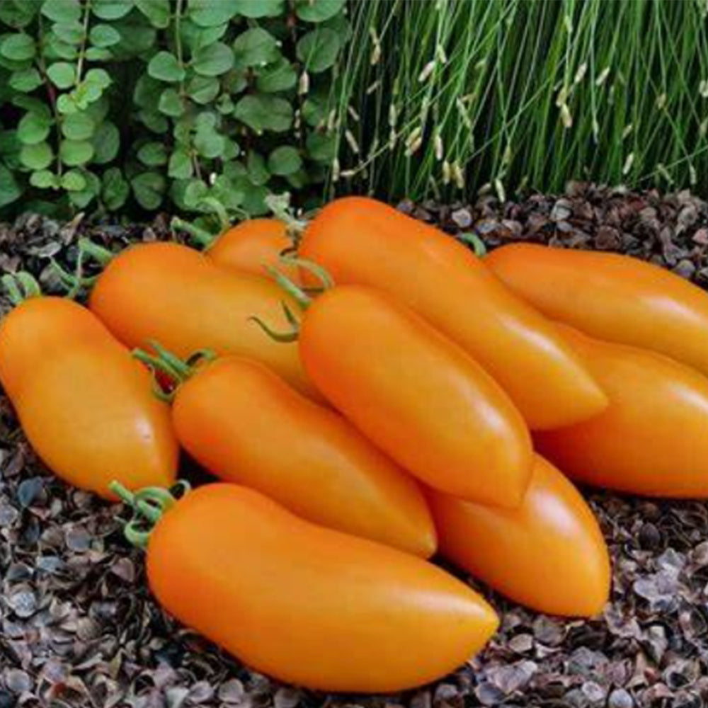709 Fairy Gold Tomato