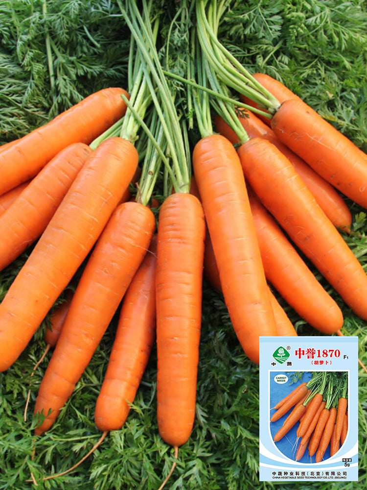 'Zhongyu 1870 F1' Carrot