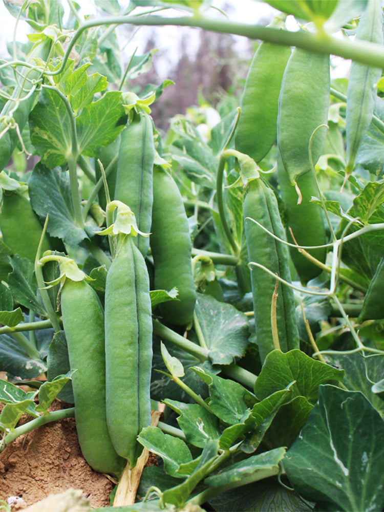'Cherry Blossom' Snap Pea