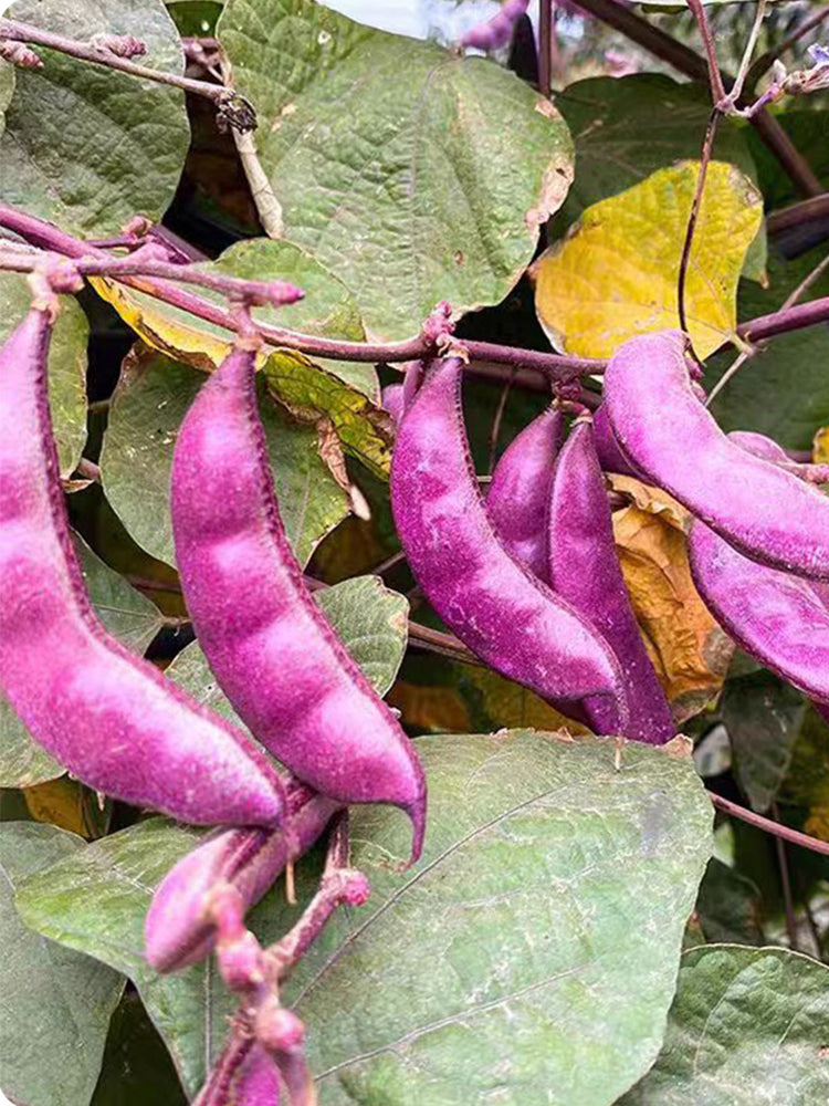 Purple Hyacinth Beans