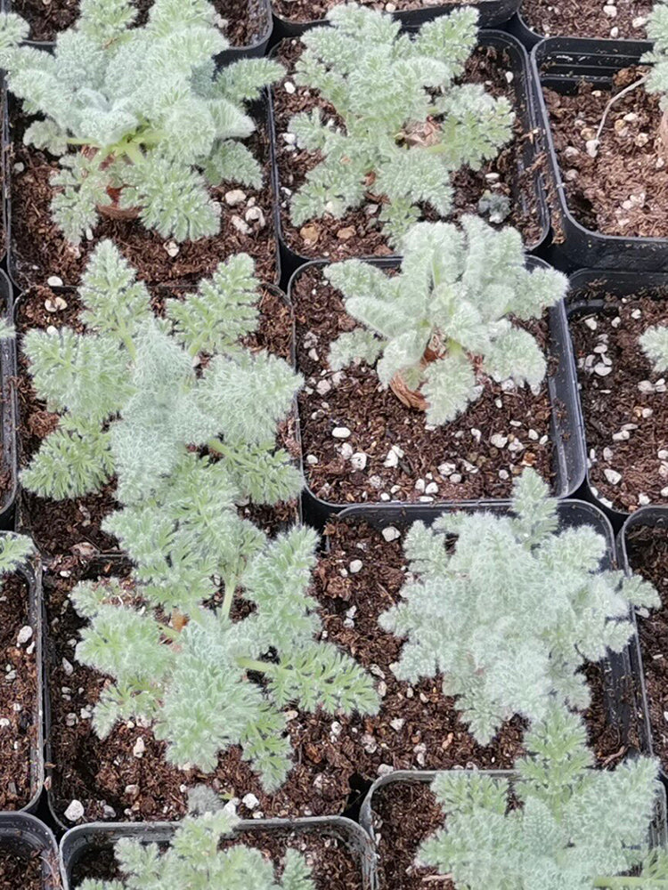 Sweet Scented Geranium