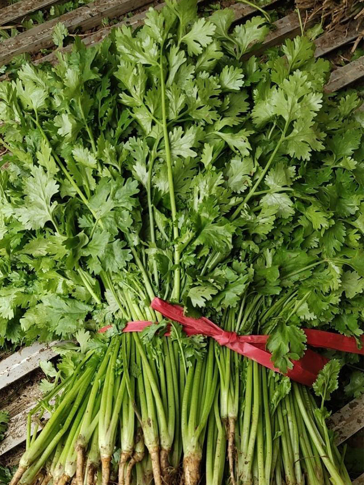 Farmhouse Large-leaf Cilantro