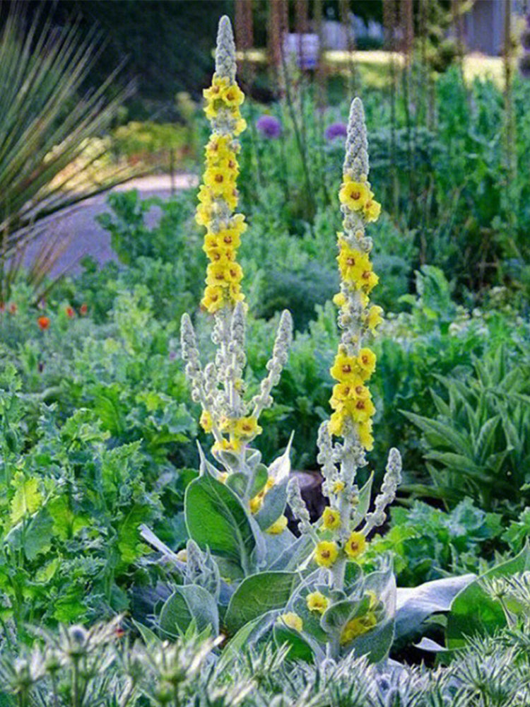Mullein (Verbascum Thapsus)