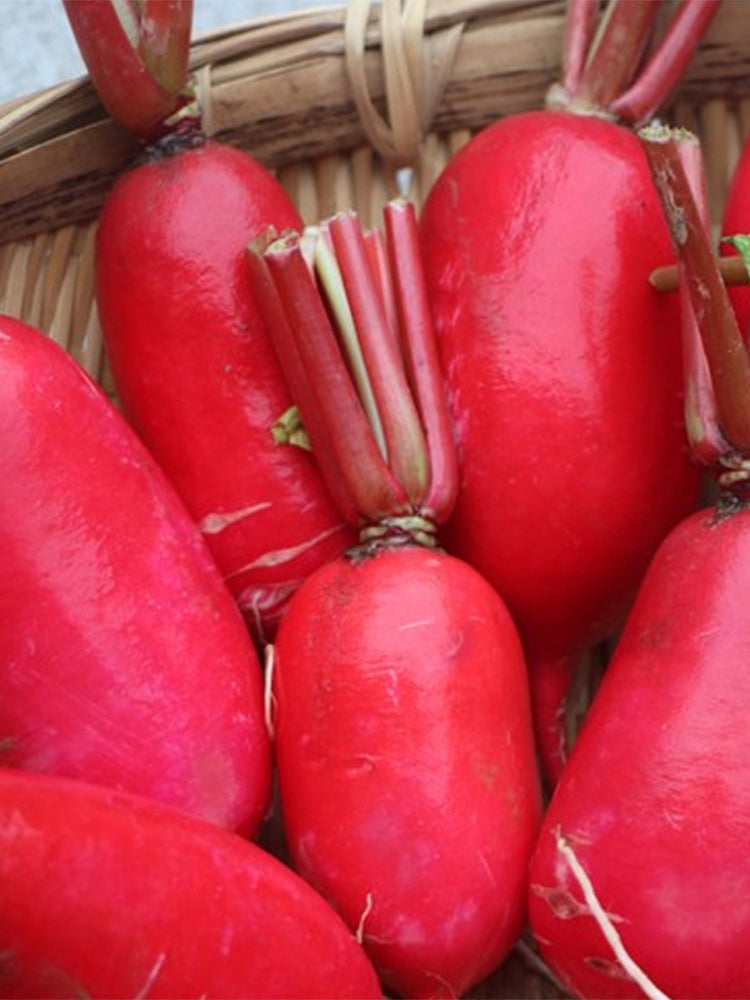 'Guanhong No.3' Radish