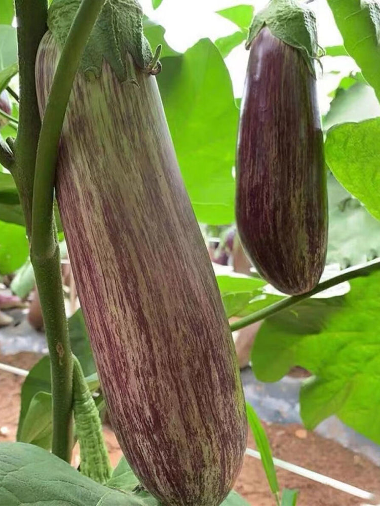 Yu Bamboo-Silk Eggplant No.881