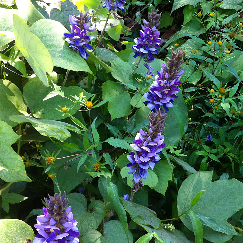 Bellfarm® Pueraria lobata Kudzu Seeds