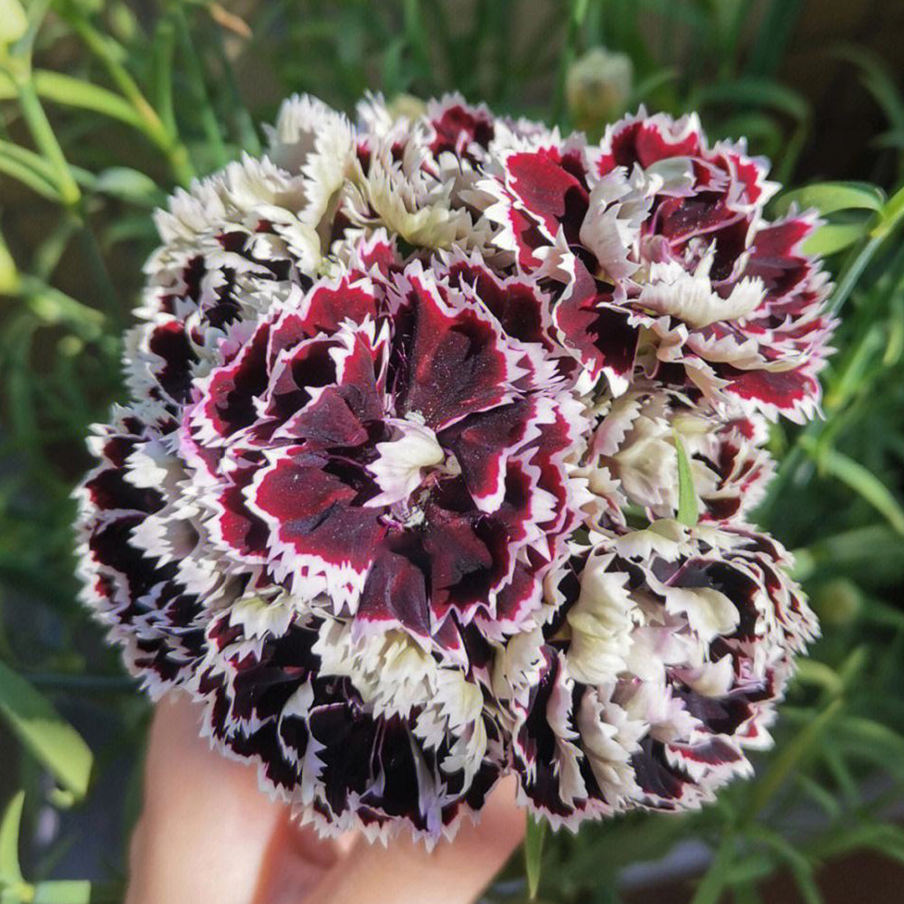 20 Seeds of Carnation 'Black and White Minstrel' Flowers, Dianthus Chinensis Heddewigii