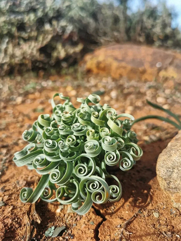 Broad-leaved Albuca (Albuca concordiana Baker)