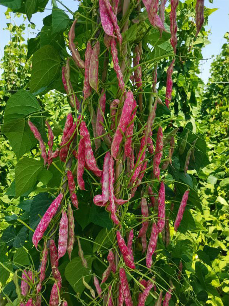 Sparrow Egg Cranberry Bean