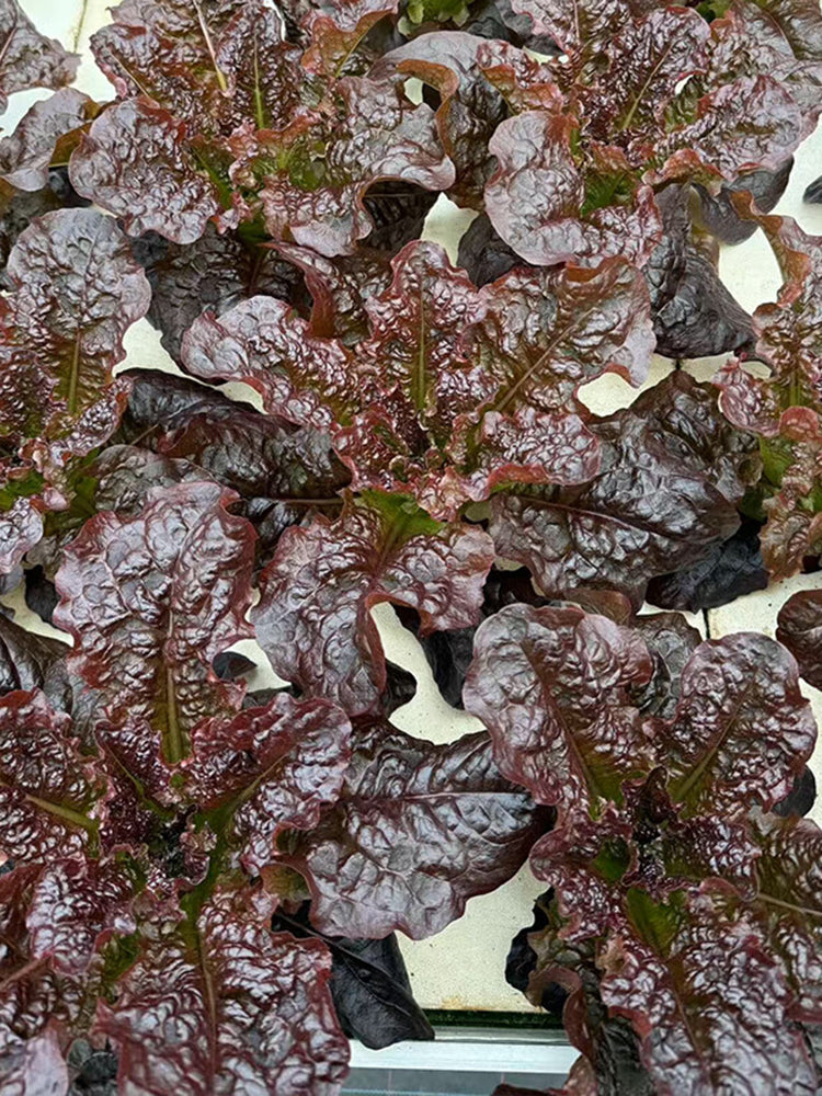 'Jing Zique' Lettuce