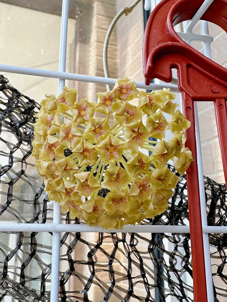 Hoya balaensis Unrooted Stem Cuttings