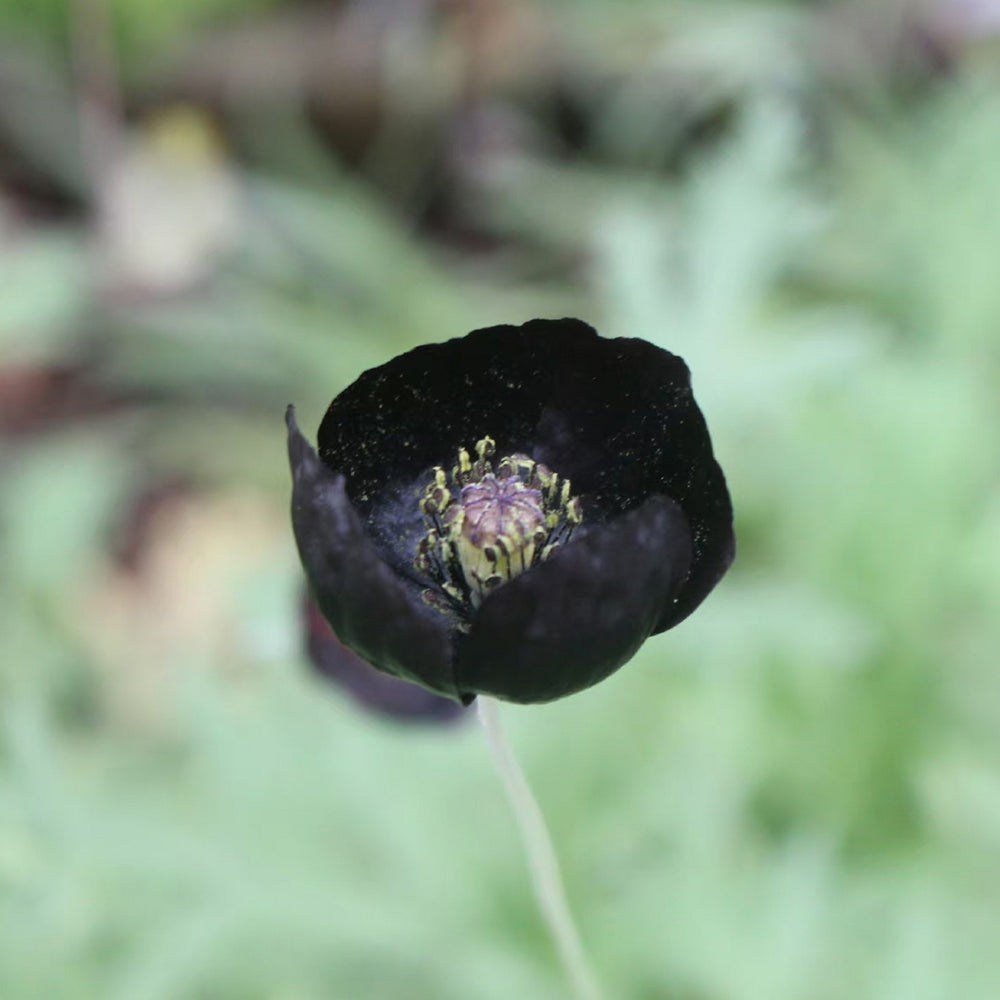 50 Seeds of Corn Poppy ‘Black Magic’