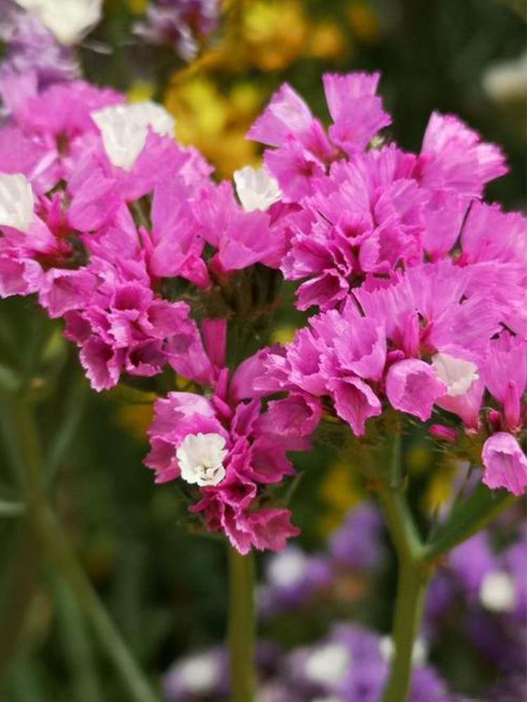 Purple-red Wavyleaf Sea Lavender (Limonium sinuatum)