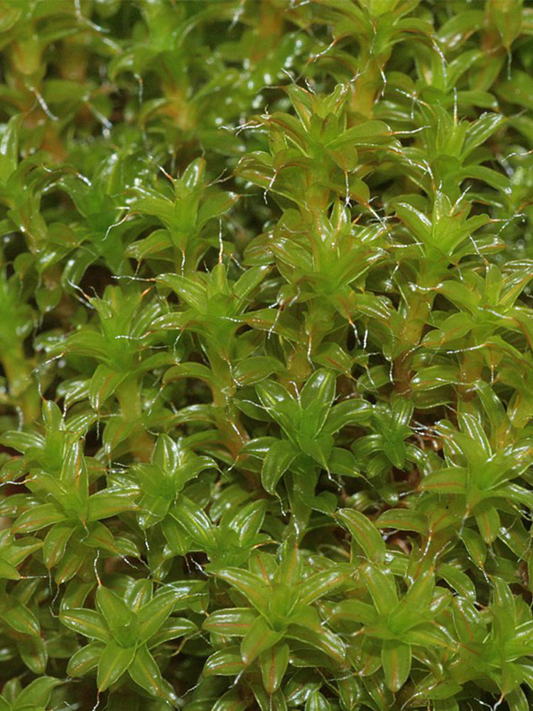 Twisted Moss (Syntrichia ruralis)