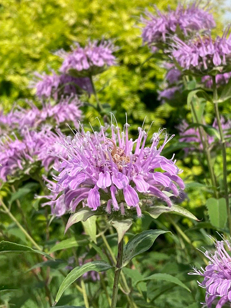 Monarda didyma