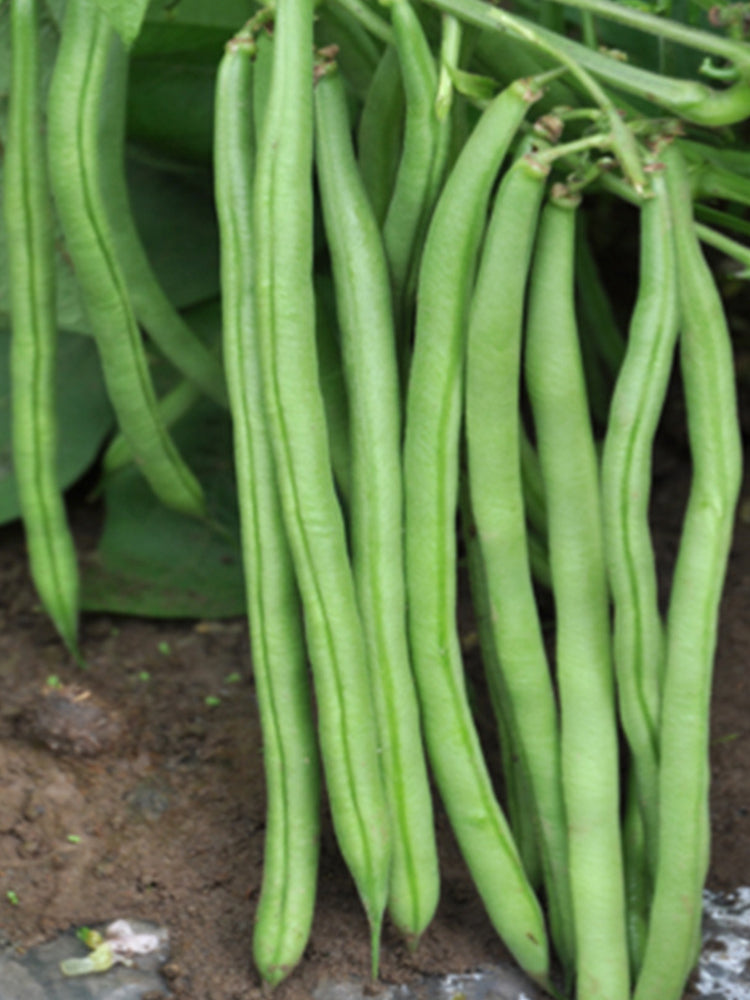 Pioneer Snap Beans