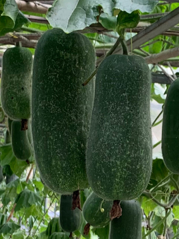 Yueguang Wax Gourds