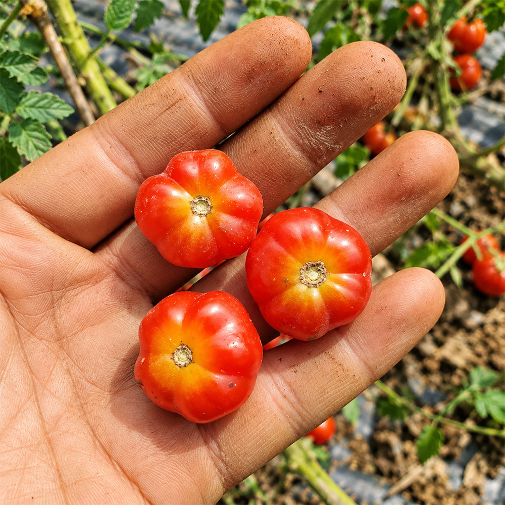 299 Microdwarf Miri Miri Tomato