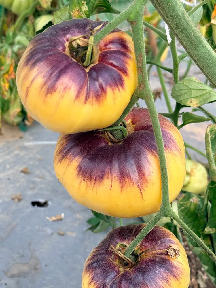 1099 Beast Boy Tomato