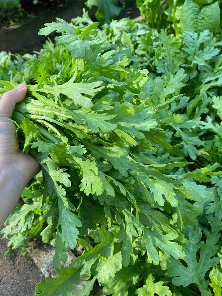 Jiemei Xiangju Garland Chrysanthemum