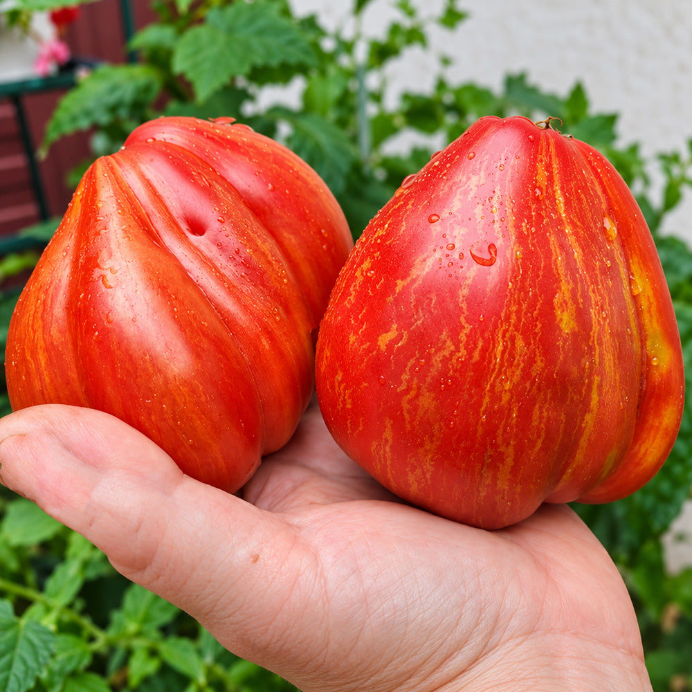 560 Kozula 156 Tomato