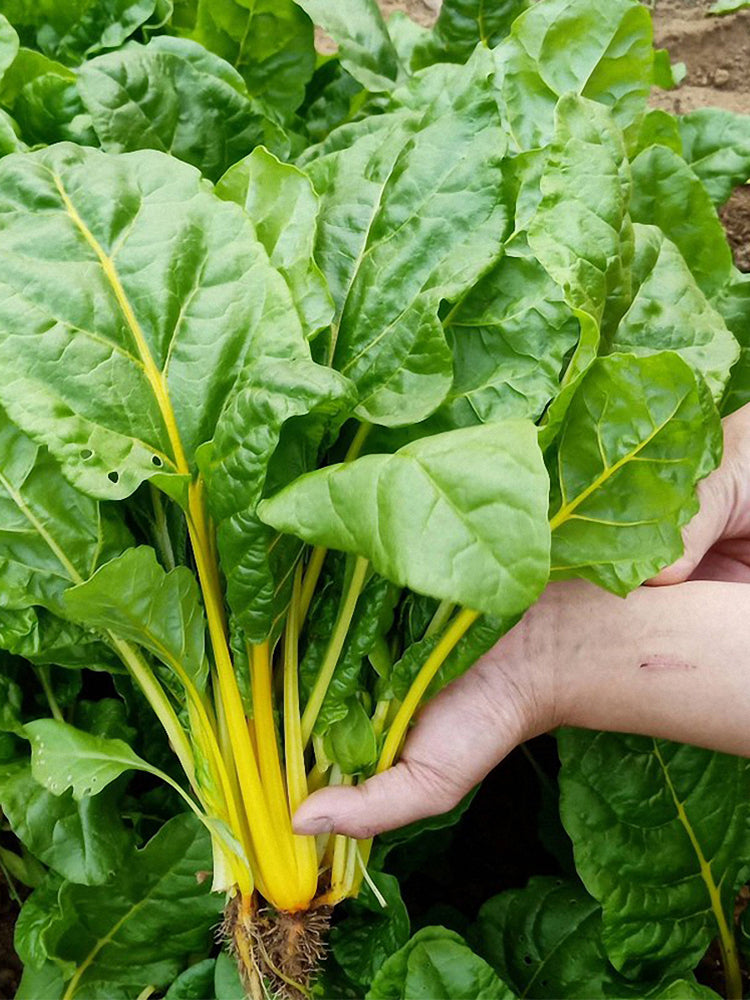Golden-Leaf Chard