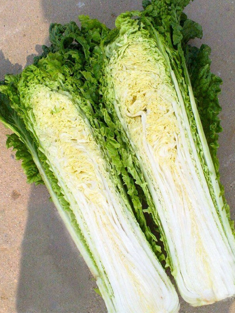 Jinkang 75 Chinese Cabbage