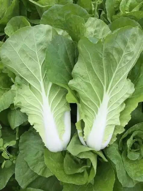 '168' Fast-Grow Bok Choy