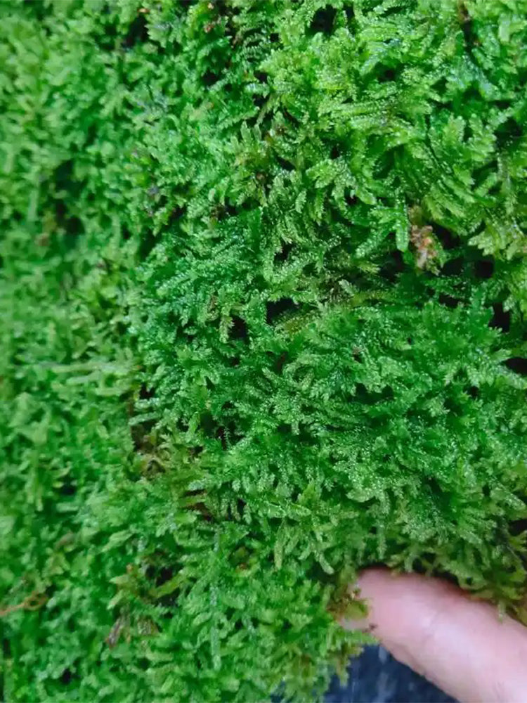 Short-stemmed Moss