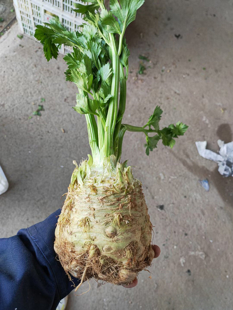 Celeriac 'Giant Prague' (Apium graveolens var. rapaceum)