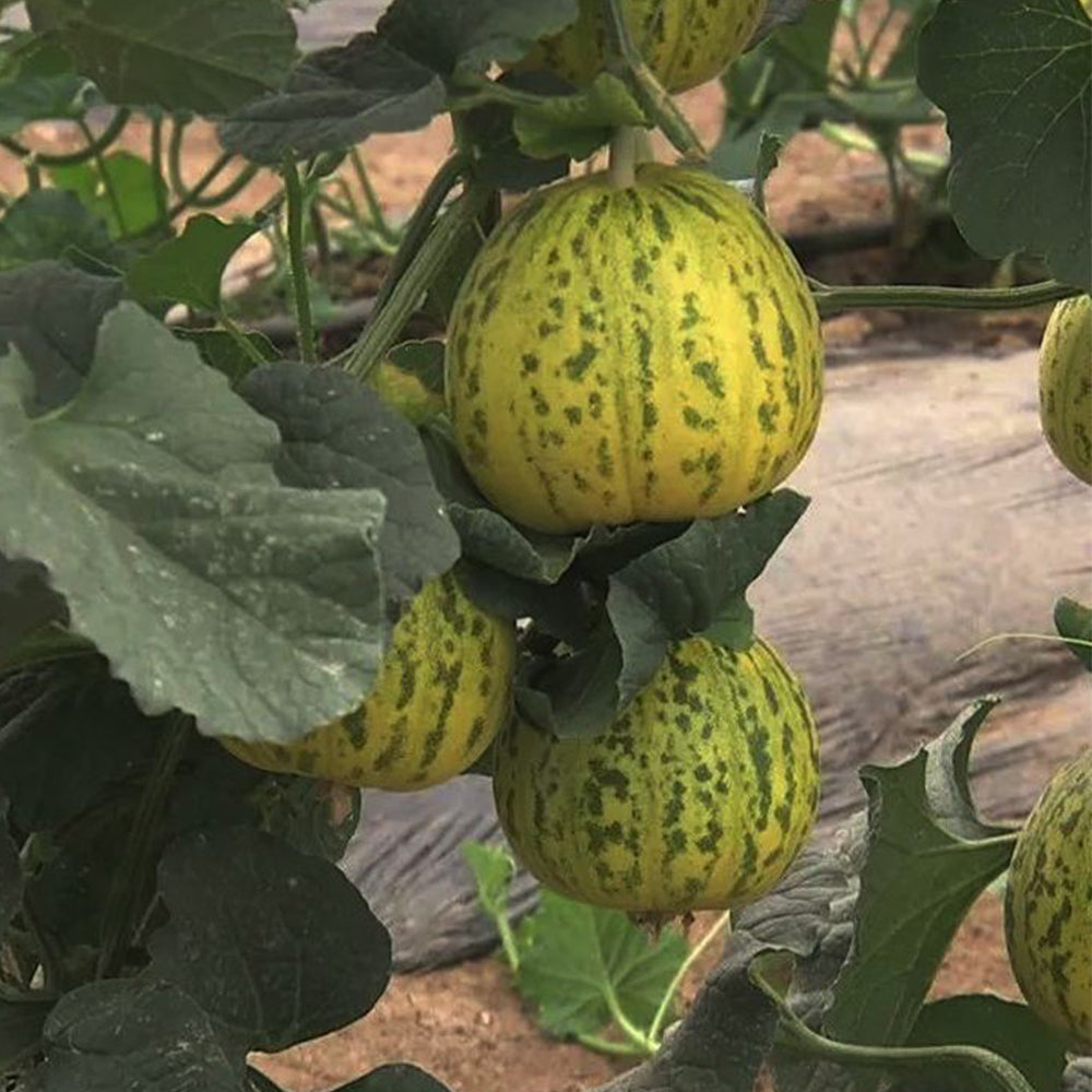 5 Bags (50 Seeds / Bag) of 'Flower Fairy' Melon Seeds, Hybrid F1 Aromatic Sweet Melon