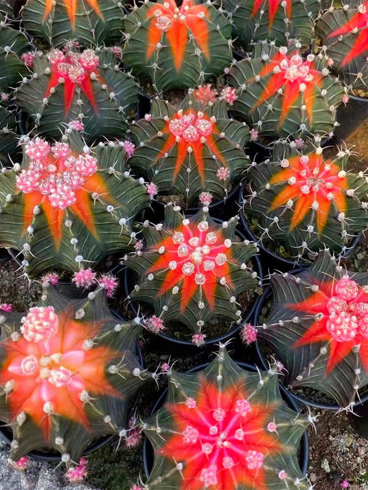 Gymnocalycium stenopleurum 'Artificial Variegated'