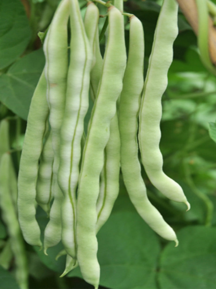 Huajun No.12 Kidney Beans