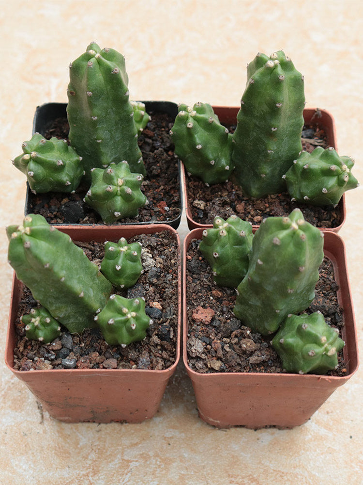 Echinocereus pentalophus cv 'Momotaro'