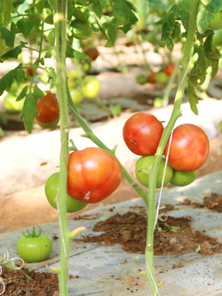 Provence Tomato