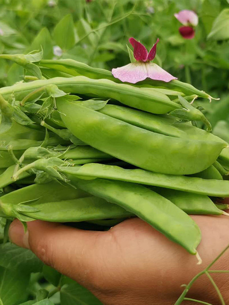 Large-Pod Snow Pea