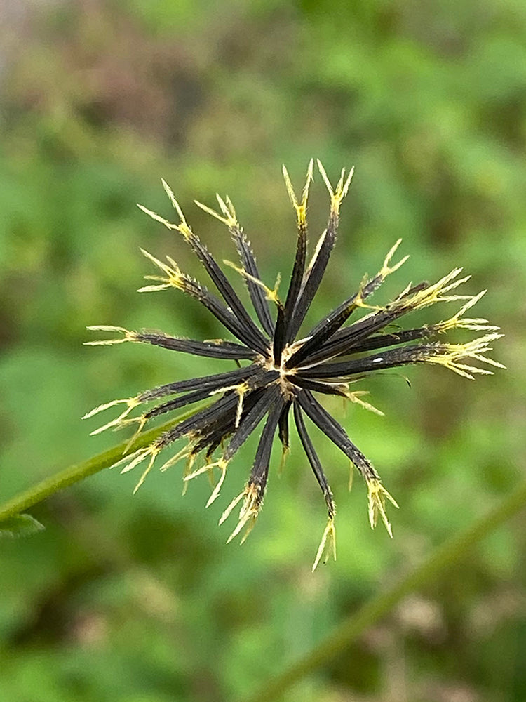 White-Flower Sandbur