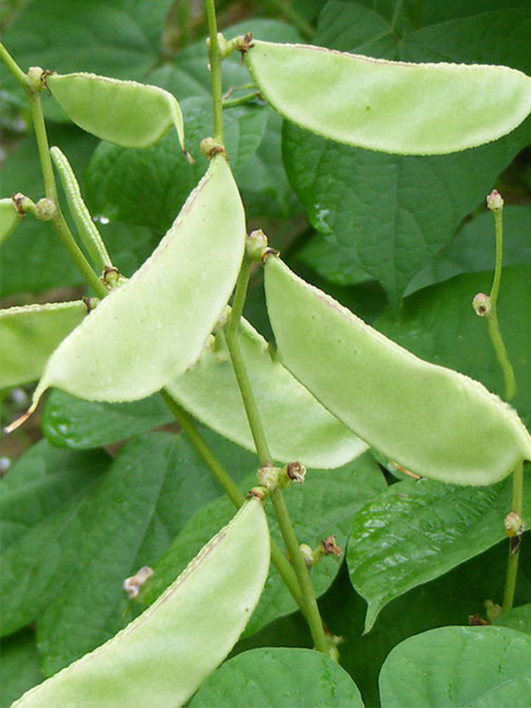 Red-flowered Hyacinth Bean