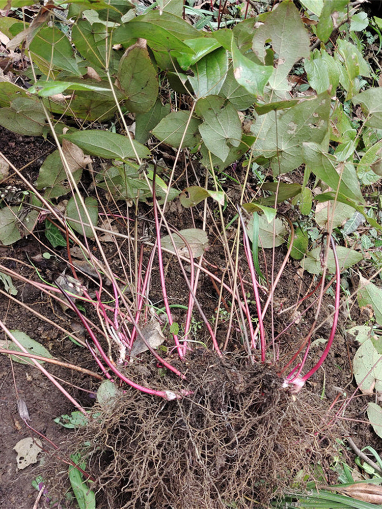 Epimedium Seedlings