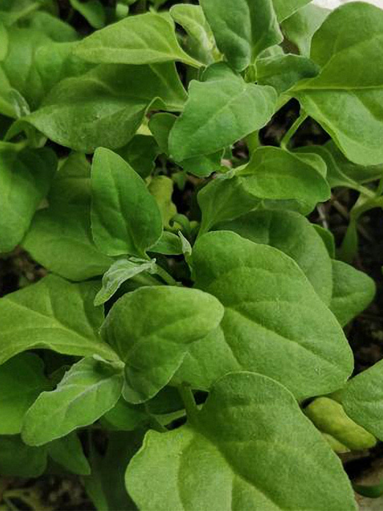 New Zealand Spinach
