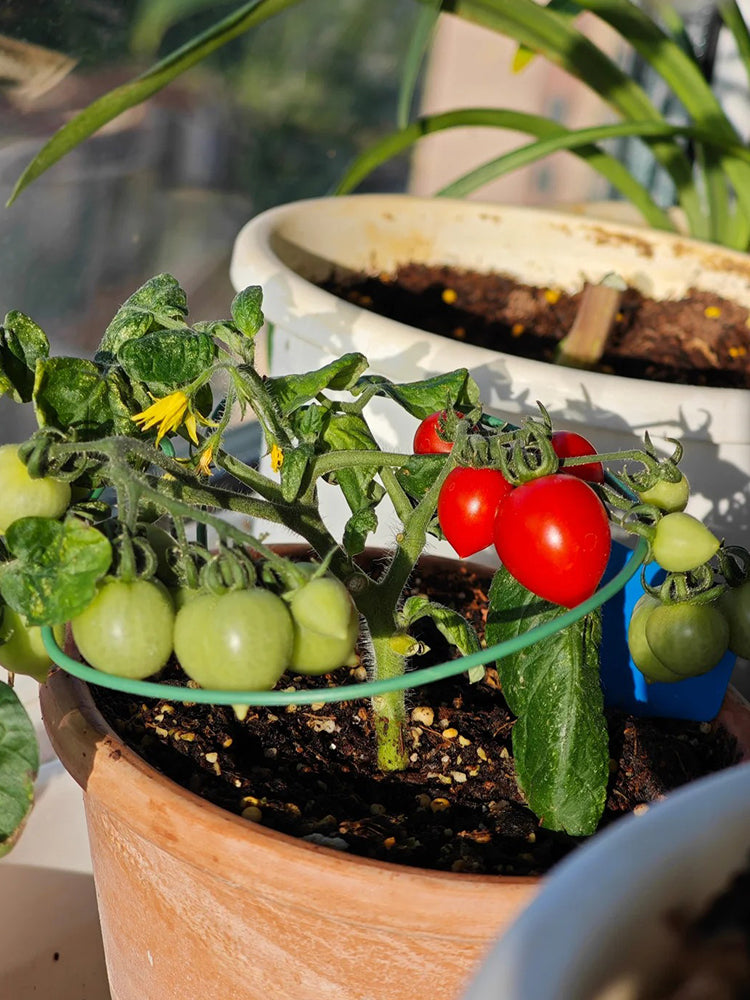 'Evita' Mini Potted Tomato