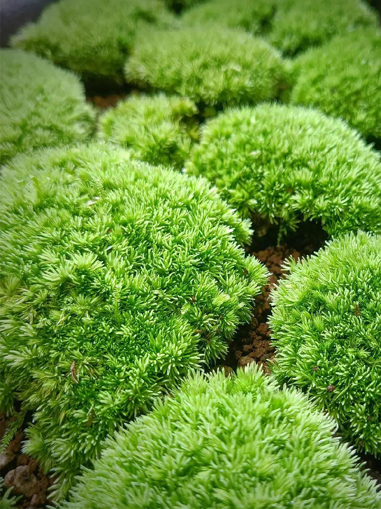 White Cushion Moss (Leucobryum glaucum)