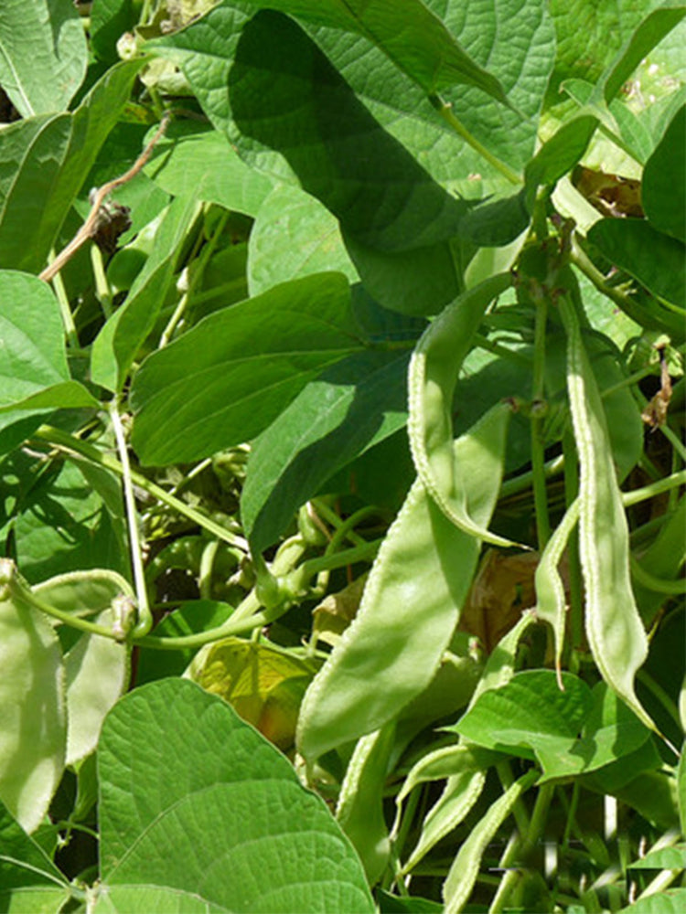 Early-maturing No.1 Hyacinth Beans