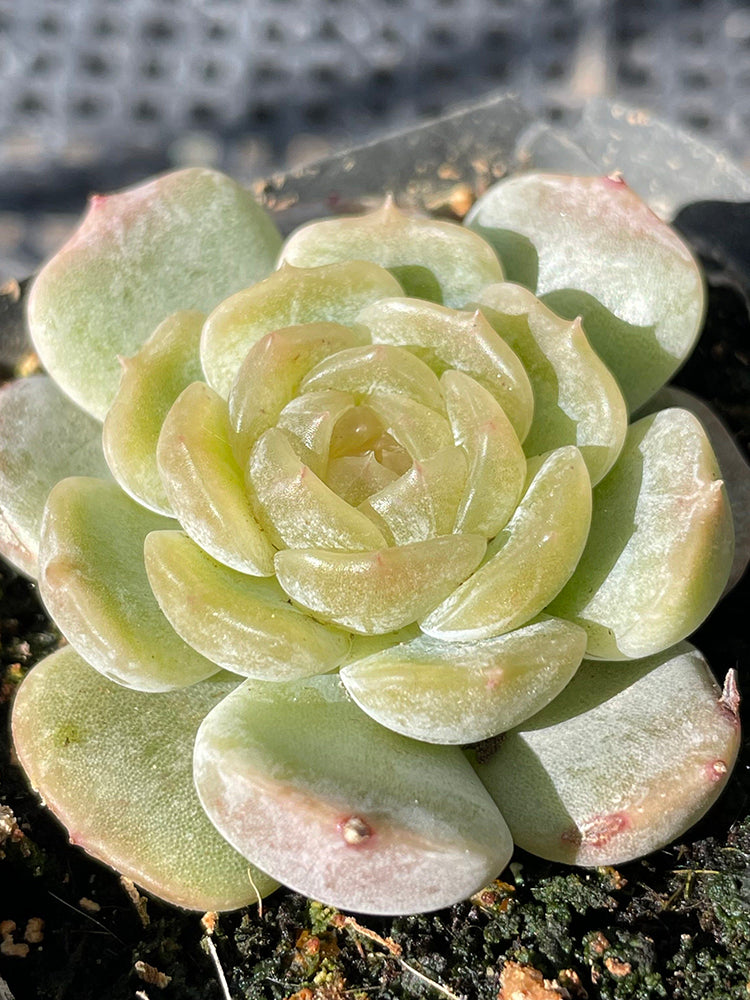 Echeveria 'White Lotus'
