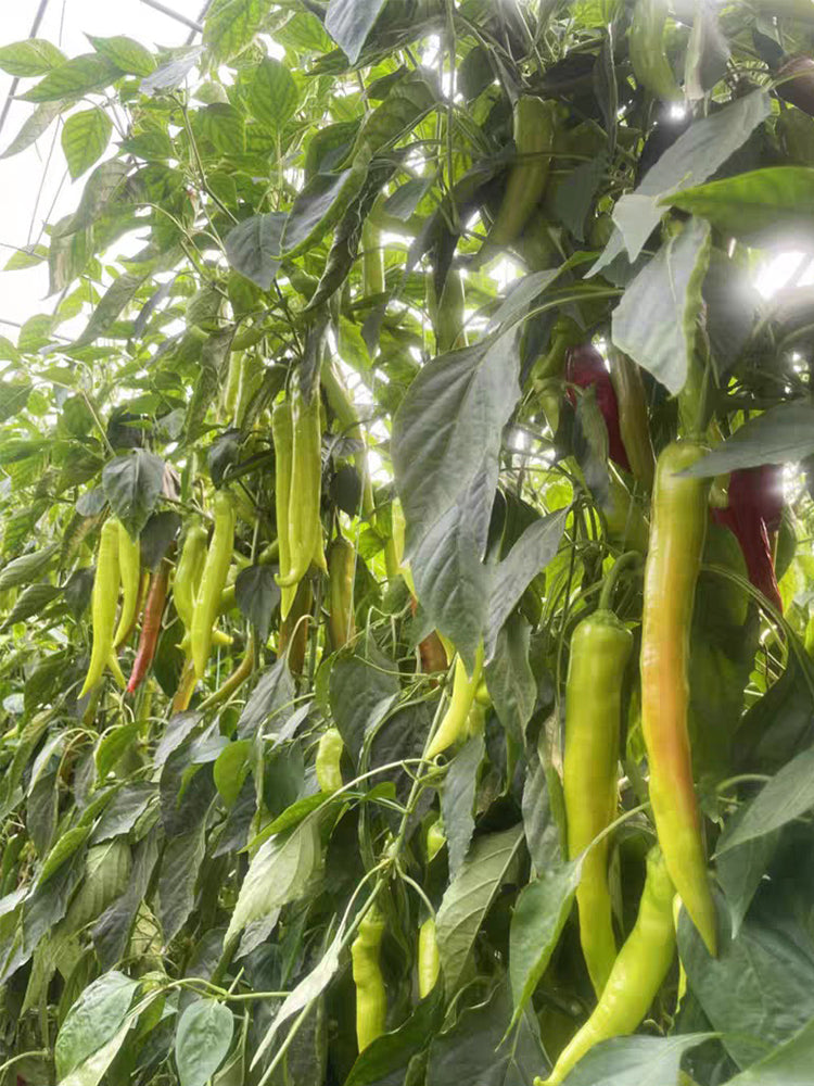 Ruila Spicy Goat's Horn Pepper