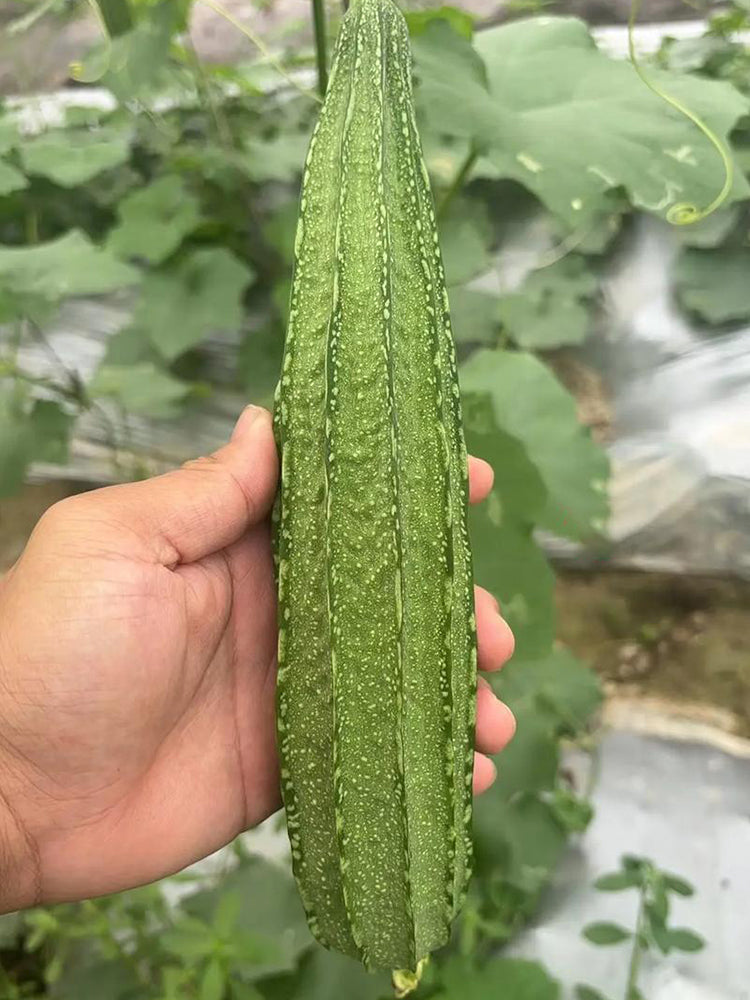 Yuanhua No.1 Large-fleshed Spotted Luffa