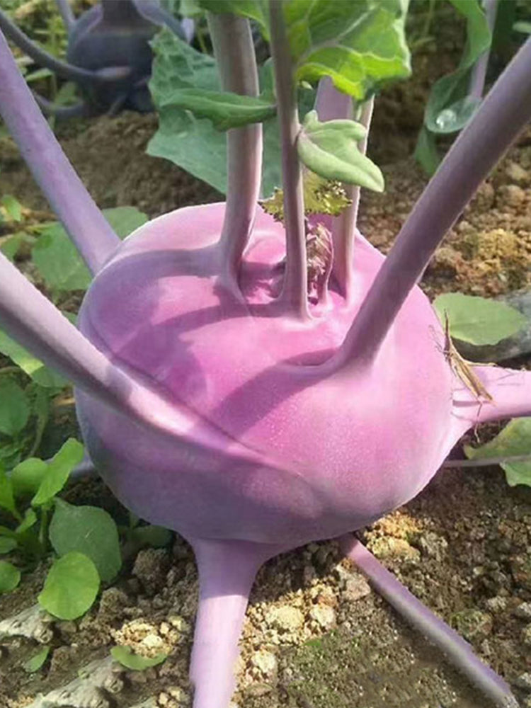 Jinchuan Purple Crown Kohlrabi
