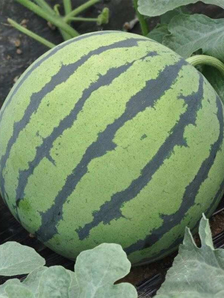 Rock Sugar Kirin No.3 Watermelons