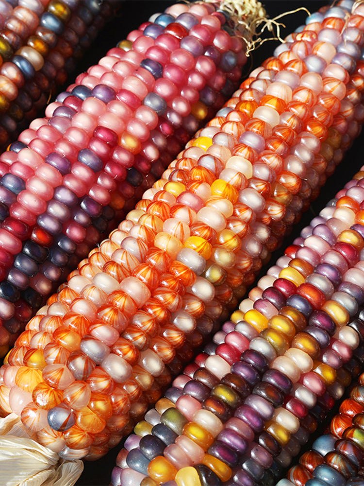 Bellfarm® Glass Gem Corn Seeds – MUCIAKIE