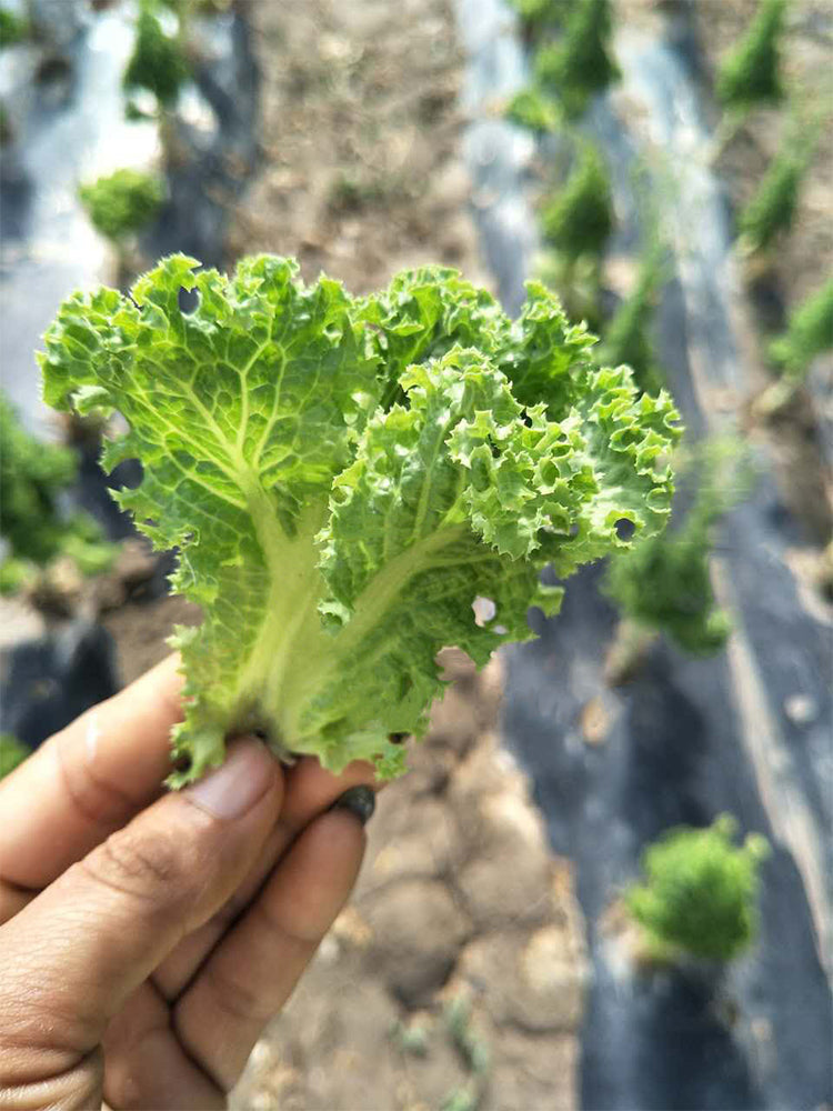 Xishuai Lollo Bionda Lettuce
